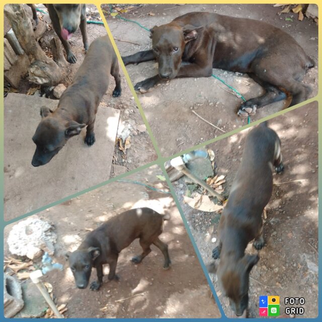 Black Female Pitbul Mixed With Rottweiler