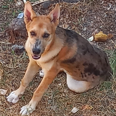 Akita/Catahoula Male Pup