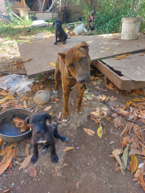 Pitbull Mix American Bull Dog