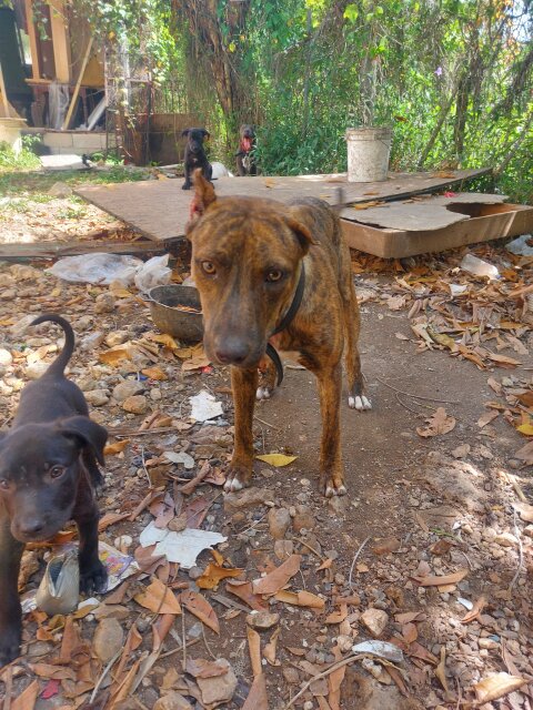 Pitbull Mix American Bull Dog