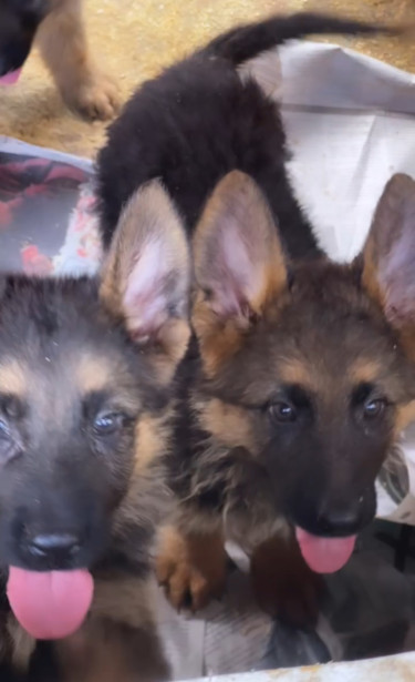 Purebred German Shepherd Pups