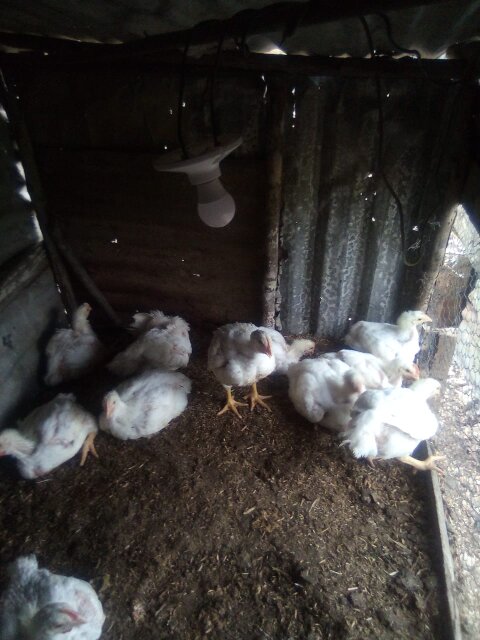 Poultry