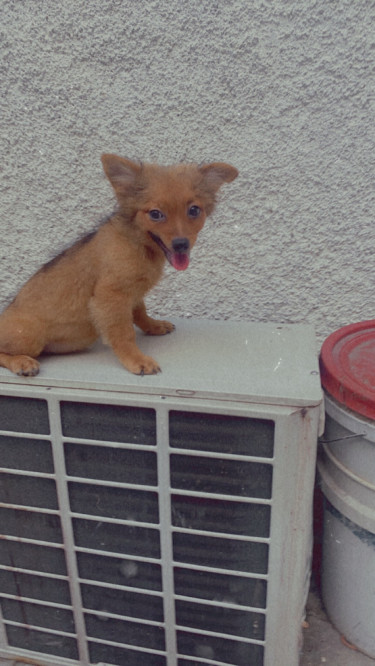 Female Shitzu Pomeranian 