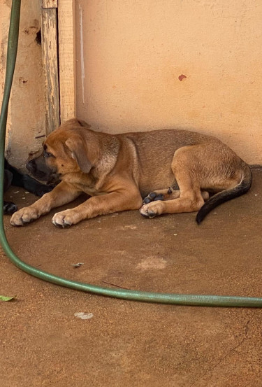 Dog Great Dane Lab MIX PUPPY