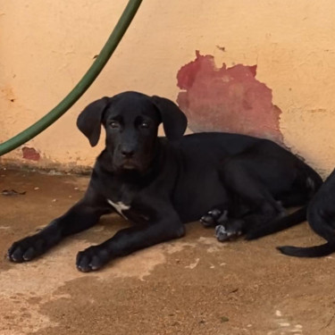 Dog Great Dane Lab MIX PUPPY