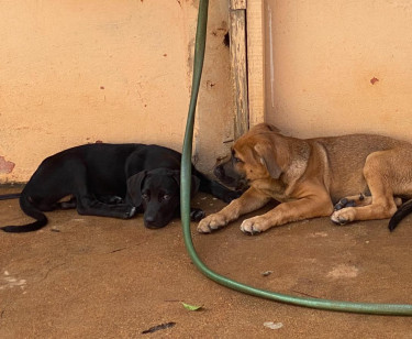 Dog Great Dane Lab MIX PUPPY