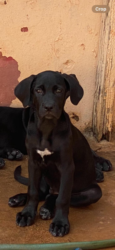 Dog Great Dane Lab MIX PUPPY