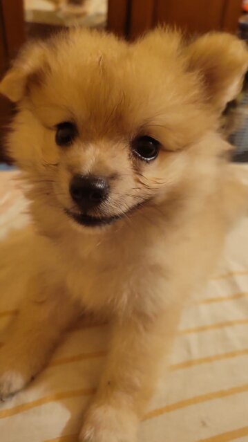 8wk Old Female Pomeranian