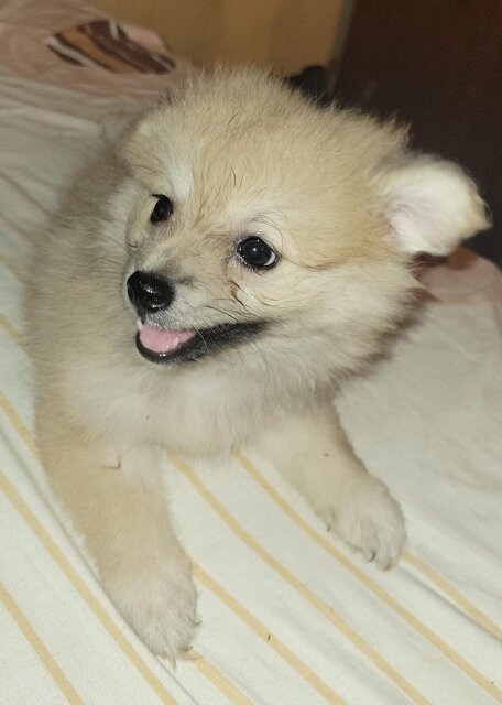 8wk Old Female Pomeranian