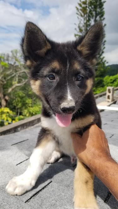 Akita Puppy,  Isamu (brave)