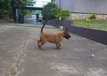 Belgian Malinois Puppies 