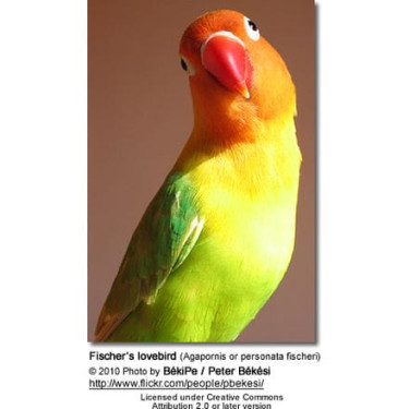 Exoctic Birds