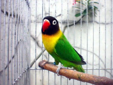 Exoctic Birds