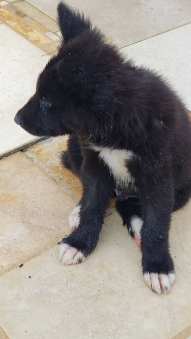 Akita Puppy, Hachico 