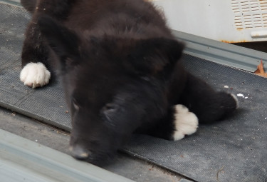 Akita Puppy, Hachico 