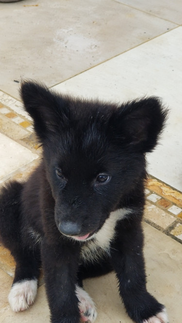 Akita Puppy, Hachico 