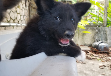 Akita Puppy, Hachico 