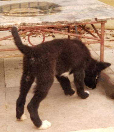 Akita Puppy, Hachico 