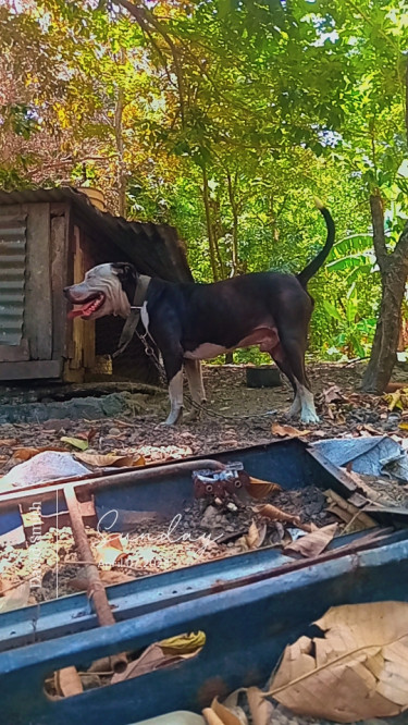 Registered Full Breed Male Pitbull For Sale