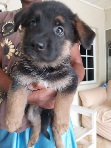 German Shepherd Puppies 6 Weeks Old 