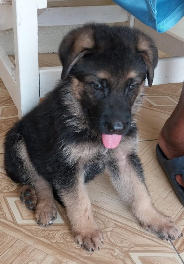 German Shepherd Puppies 6 Weeks Old 