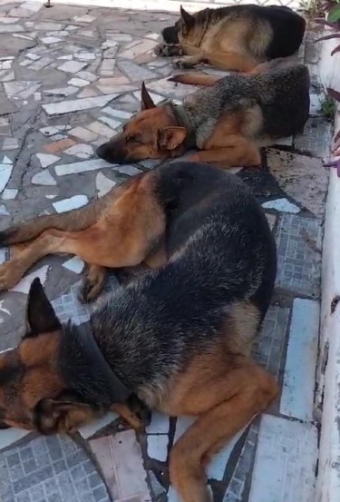 German Shepherd Puppies 6 Weeks Old 