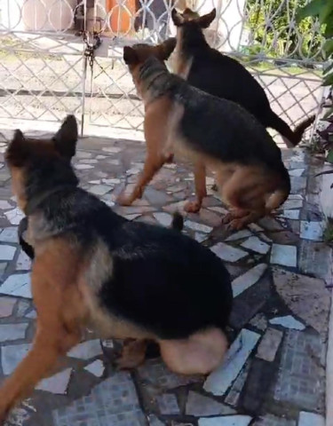 German Shepherd Puppies 6 Weeks Old 