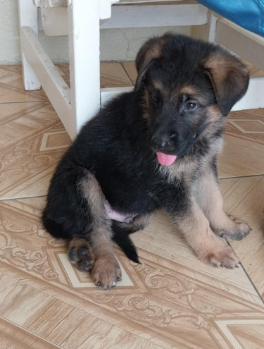 German Shepherd Puppies 6 Weeks Old 