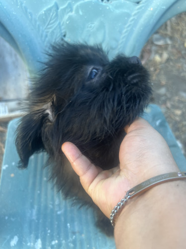 Shih Tzu Mix