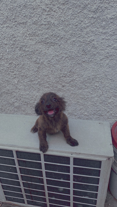 Full Vaccinated Female Shitzu Pomeranian Puppies