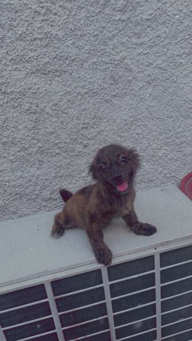 Full Vaccinated Female Shitzu Pomeranian Puppies