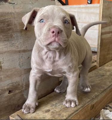 American Bully Pups For Sale