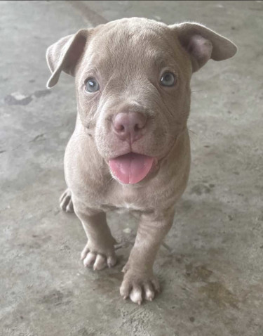 American Bully Pups For Sale