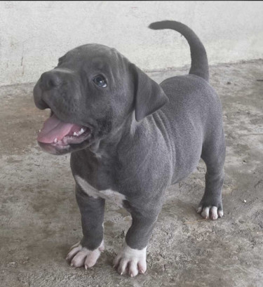 American Bully Pups For Sale