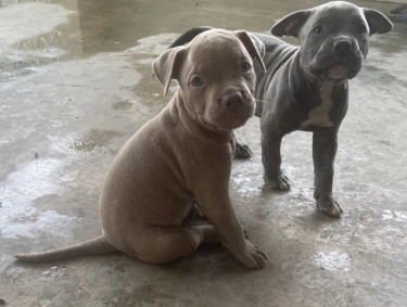 American Bully Pups For Sale