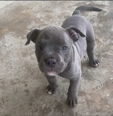 American Bully Pups For Sale