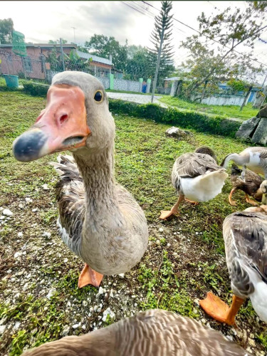 Turkeys For Sale In Jamaica 