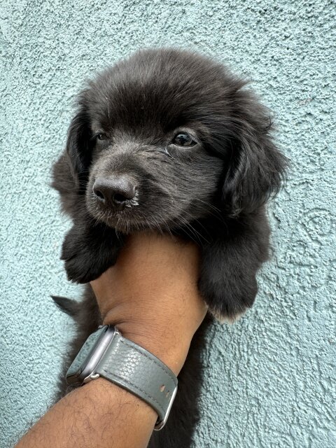 Male And Female Shi Pom Mixes