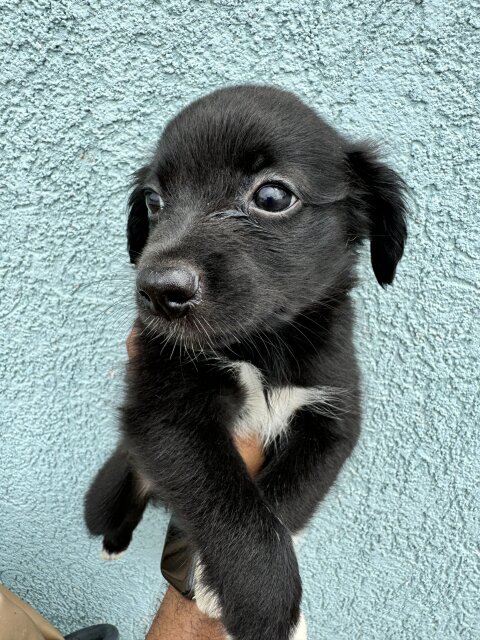 Male And Female Shi Pom Mixes