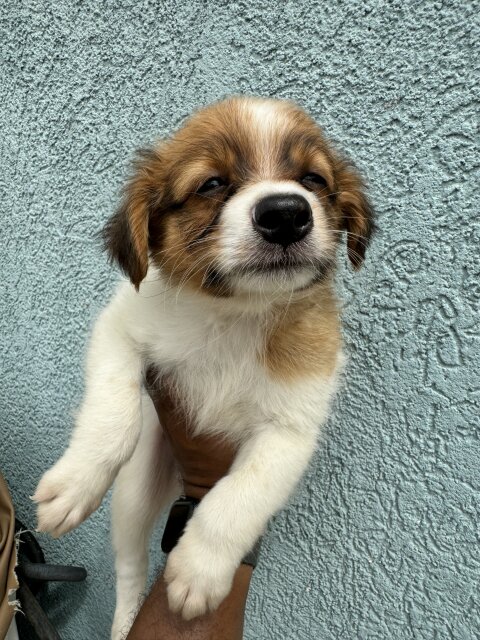 Male And Female Shi Pom Mixes