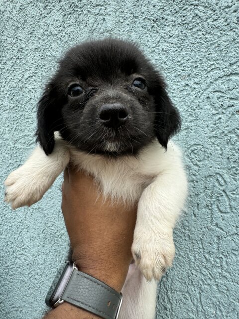 Male And Female Shi Pom Mixes