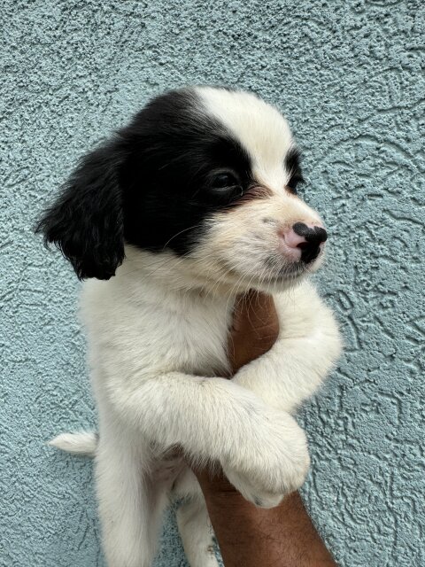 Male And Female Shi Pom Mixes