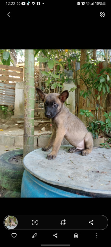 Belgian Malinois / Belgian Shepherd Located In Kin