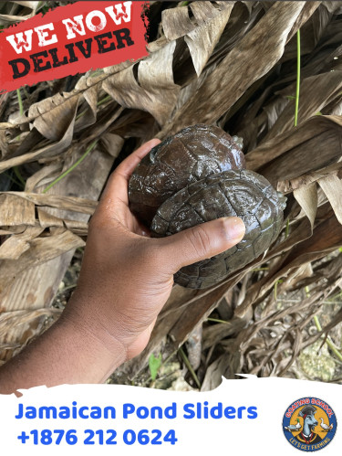 Pet Turtles For Sale In Jamaica