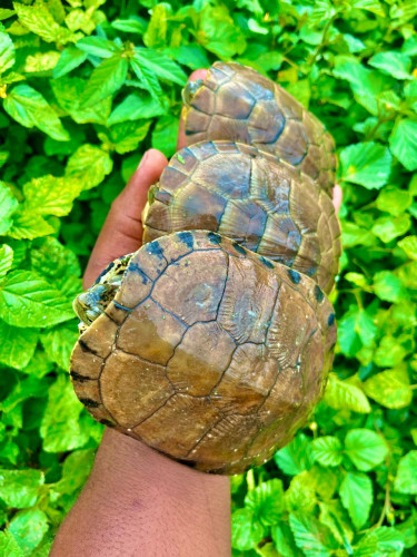 Pet Turtles For Sale In Jamaica