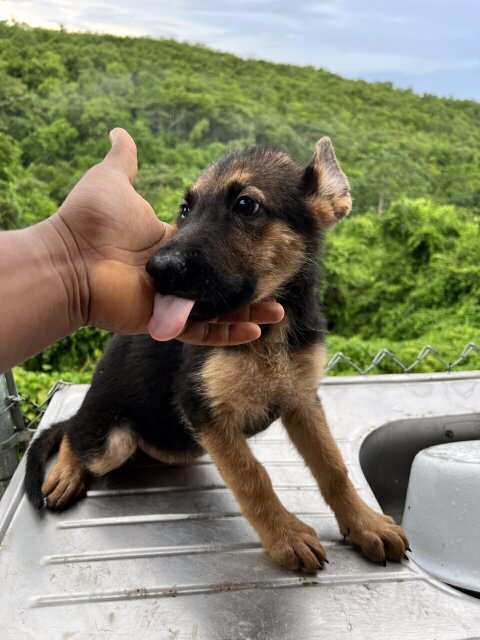 GERMAN SHEPARD PUPPIES 2 FEMALES LEFT