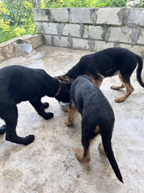 GERMAN SHEPARD PUPPIES 2 FEMALES LEFT