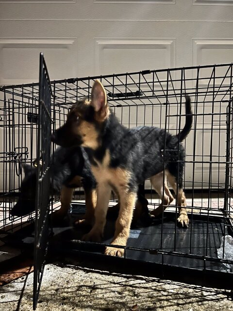 GERMAN SHEPARD PUPPIES 2 FEMALES LEFT