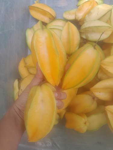 Sweet Sweet Star Fruits ($100 Per Dozen)