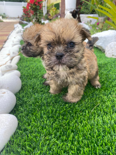 Shihtzu Puppies Available